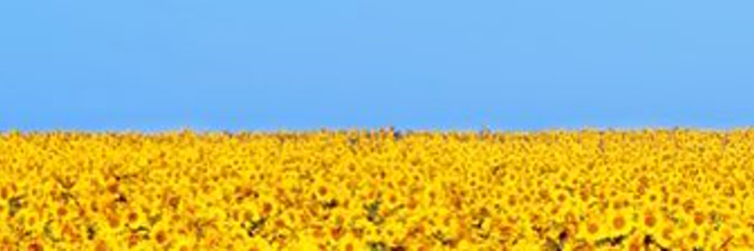 Declan Allen banner