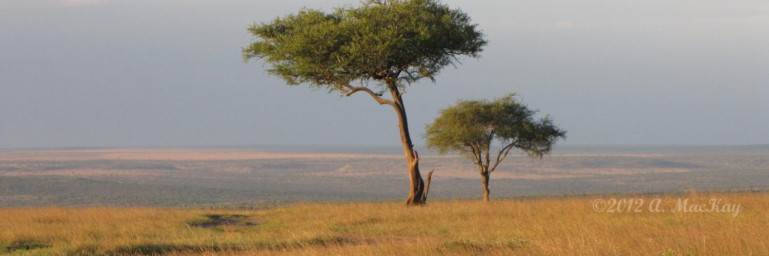 AfricaFiles's profile banner image