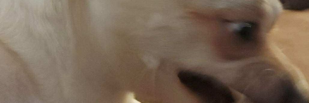 Jonk banner