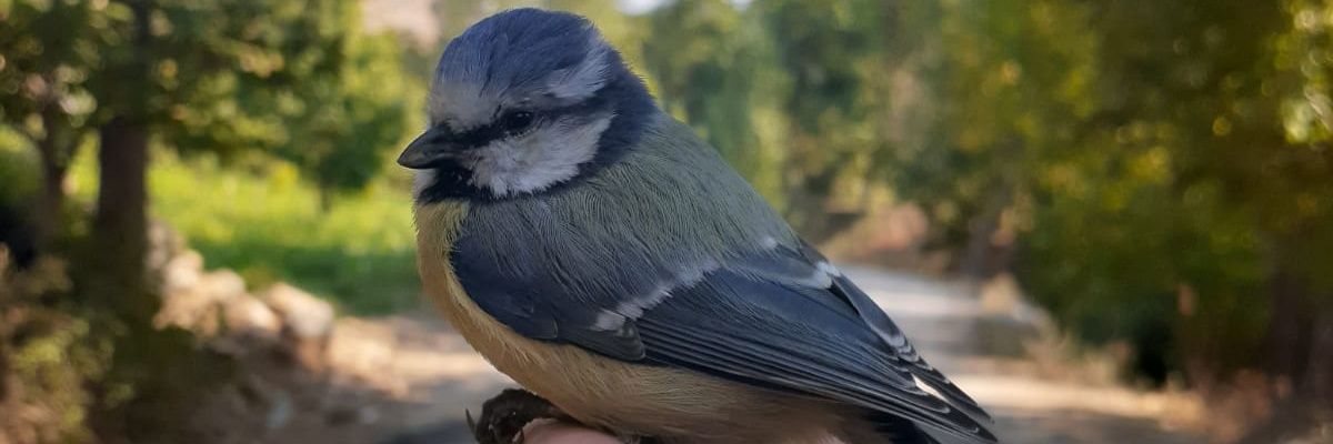 saffetzel's profile banner image