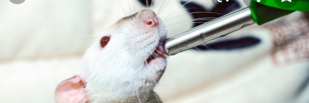 Jessica Santollo banner