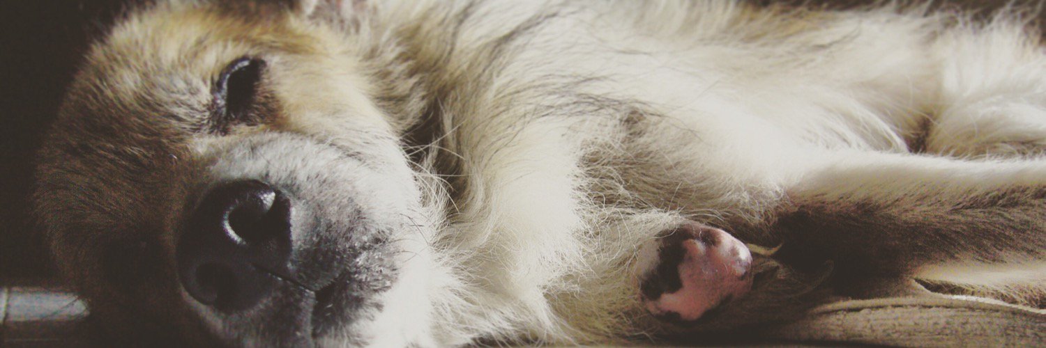 Shiaulee's profile banner image