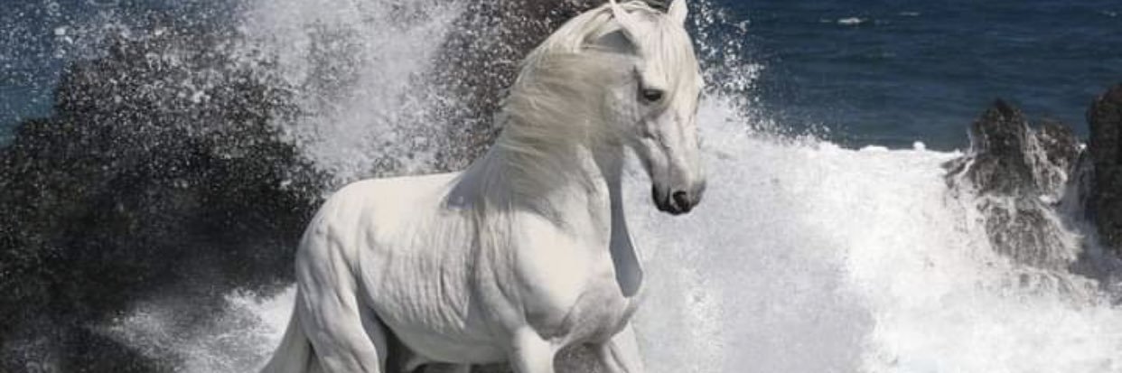 1MaisAlf's profile banner image