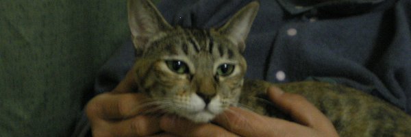 11_tadano Profile Banner