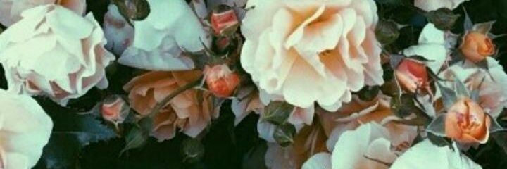 LopezReal4's profile banner image