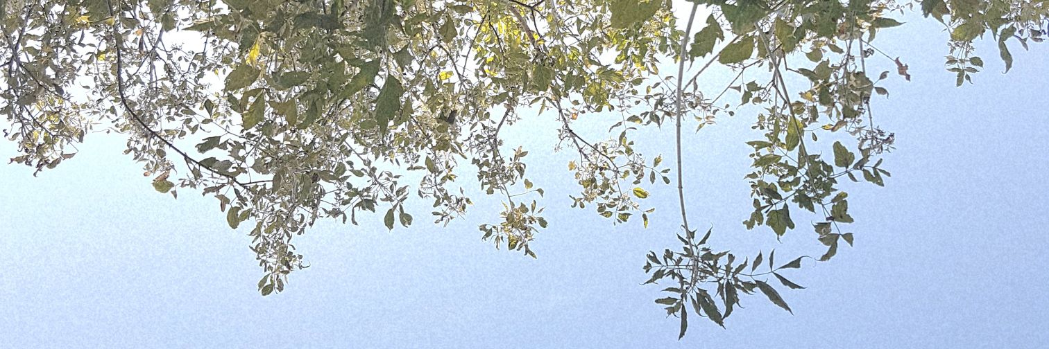 emroseee03's profile banner image
