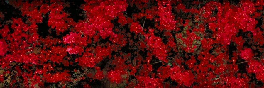 miss_strangew's profile banner image
