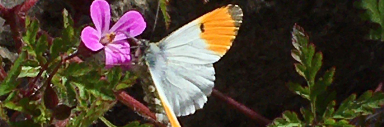 DebbieLadds's profile banner image