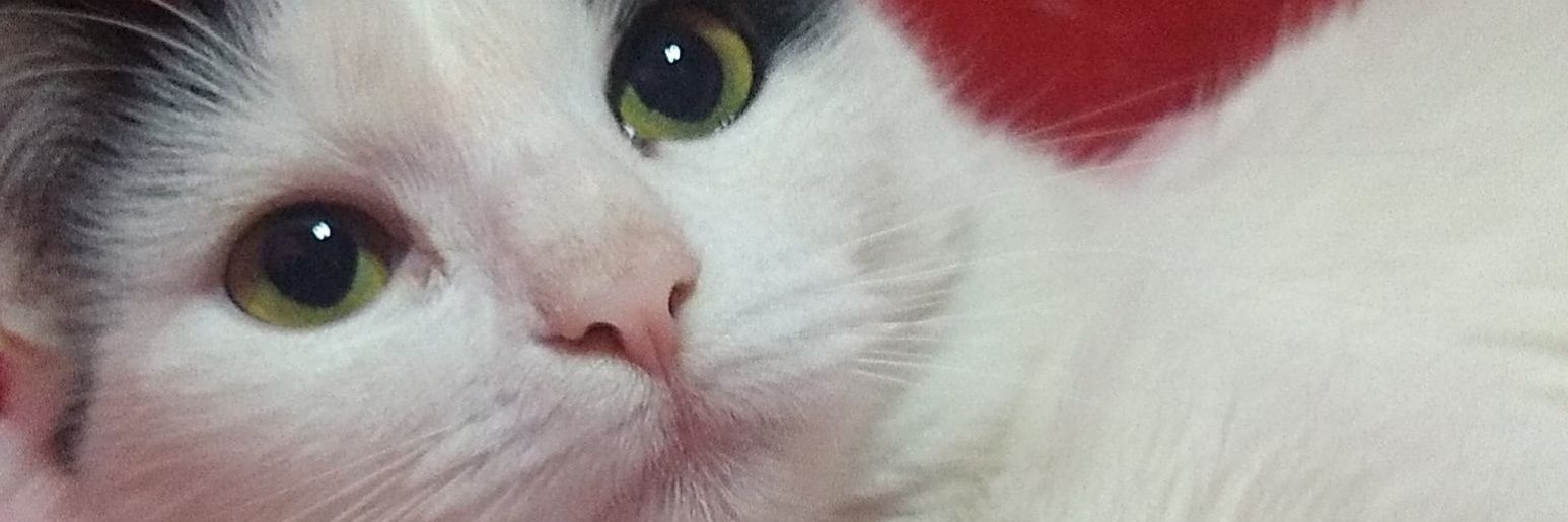DeniseL0pez's profile banner image