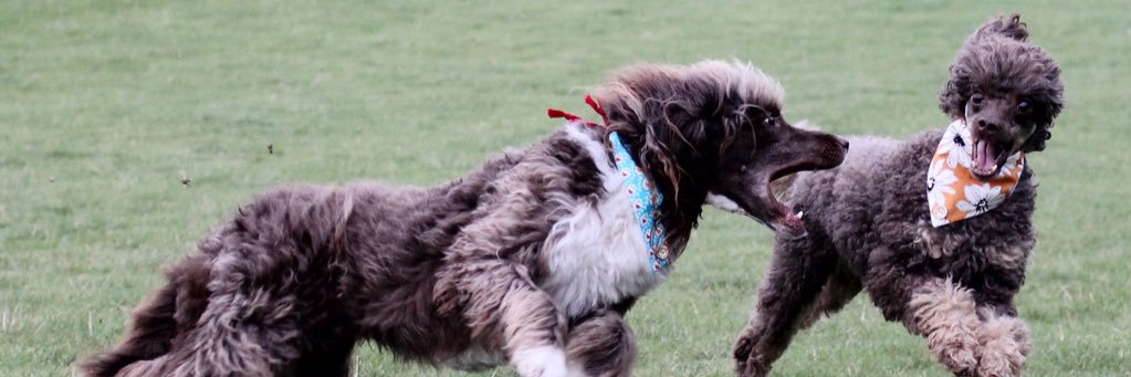 AdventuresOfDoodles banner