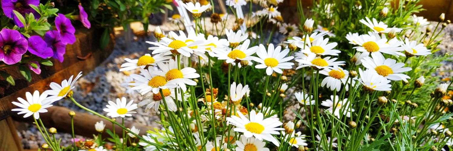 Meaw2K's profile banner image