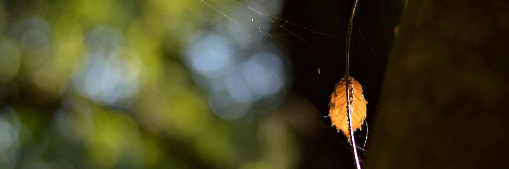 Gustavo Reverdito banner