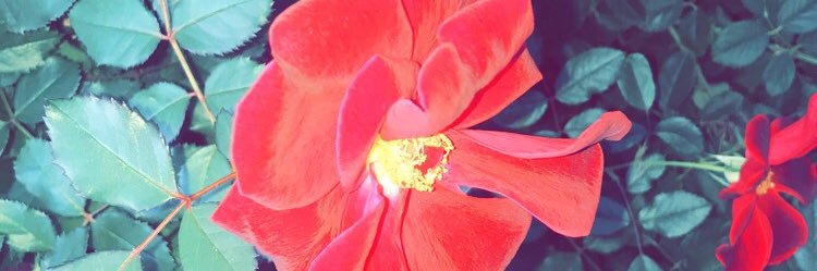 uhmemilee23's profile banner image