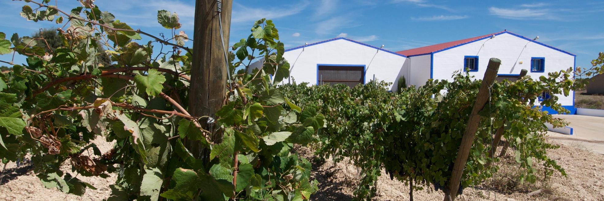 Finca Sandoval banner