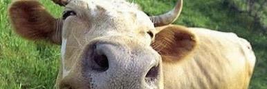 CountryGreens's profile banner image