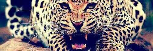 ashish_sdr's profile banner image