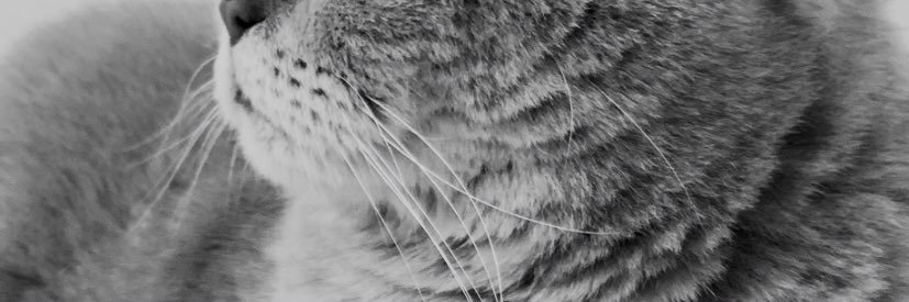 Supperaitti's profile banner image