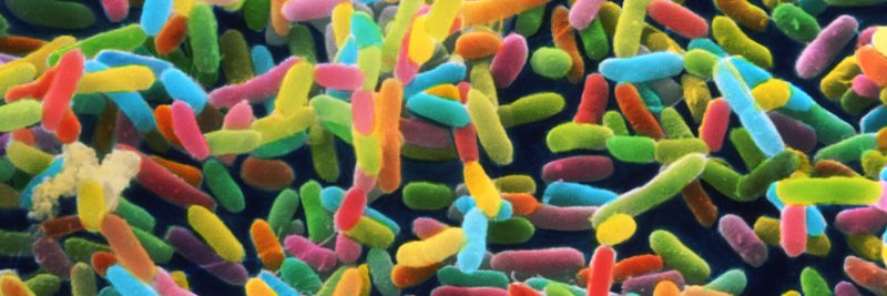 Microbiome Articles banner
