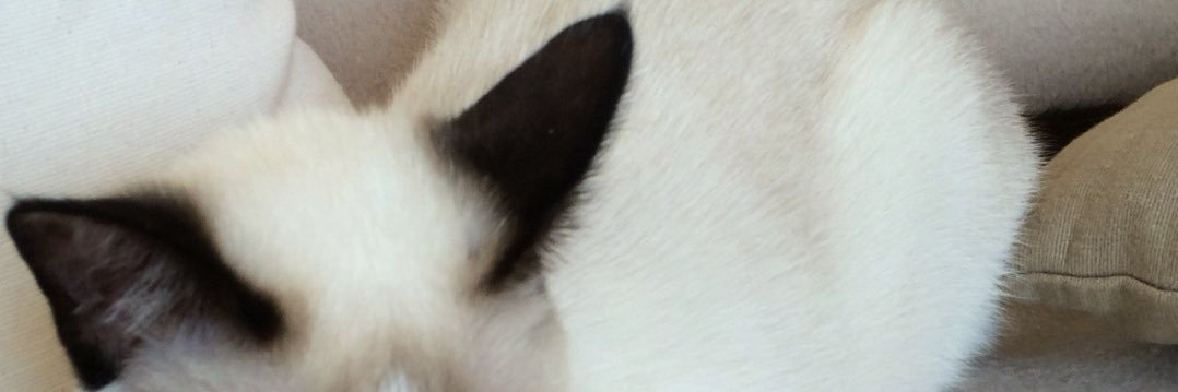 tadanoyusetsu's profile banner image