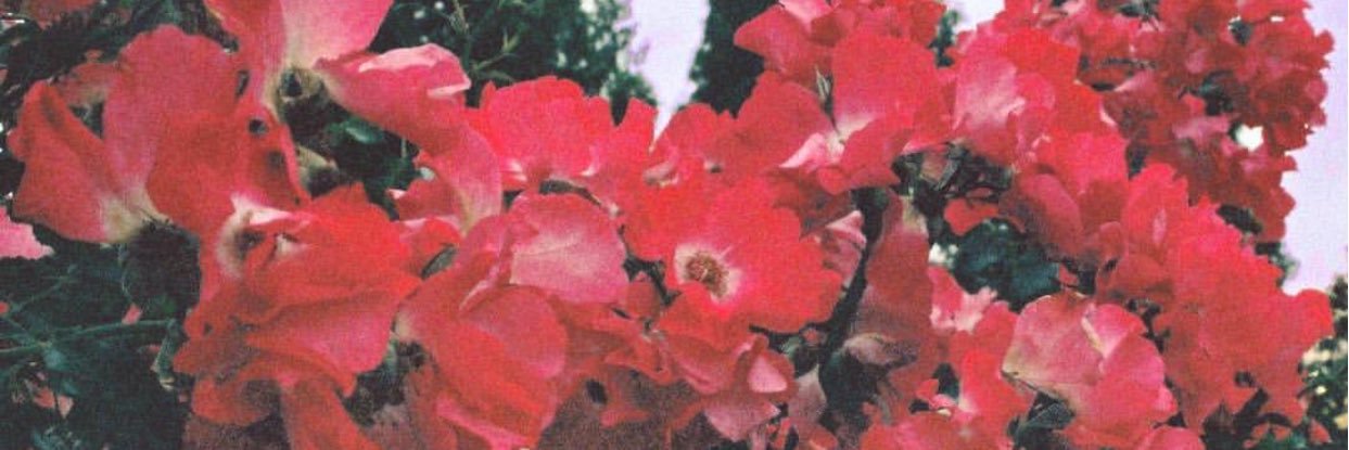 Sun__1232's profile banner image