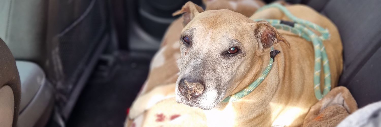 ❤Just Ashley❤ banner