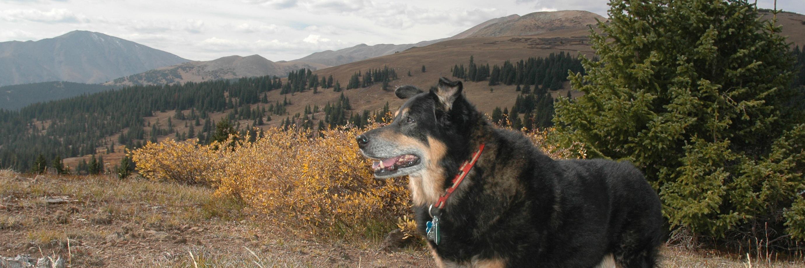 ServicePuppy's profile banner image