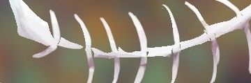 meganebody's profile banner image