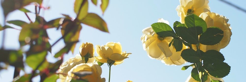 dreamloverrose's profile banner image