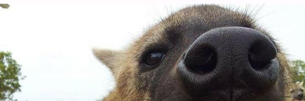 Hui_Rz9 Profile Banner