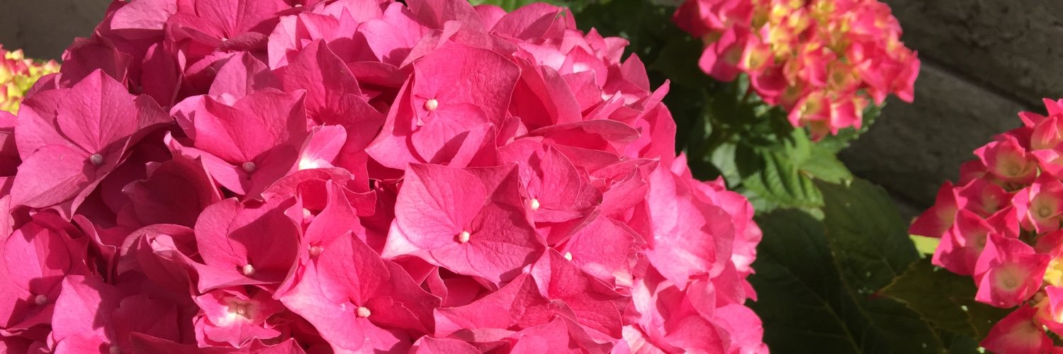 ms_melville's profile banner image