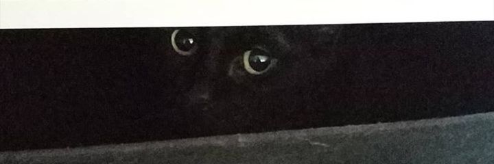 THS_Okya's profile banner image
