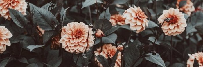 VCardosii8's profile banner image
