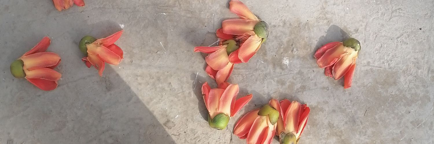 hawaiichappal's profile banner image