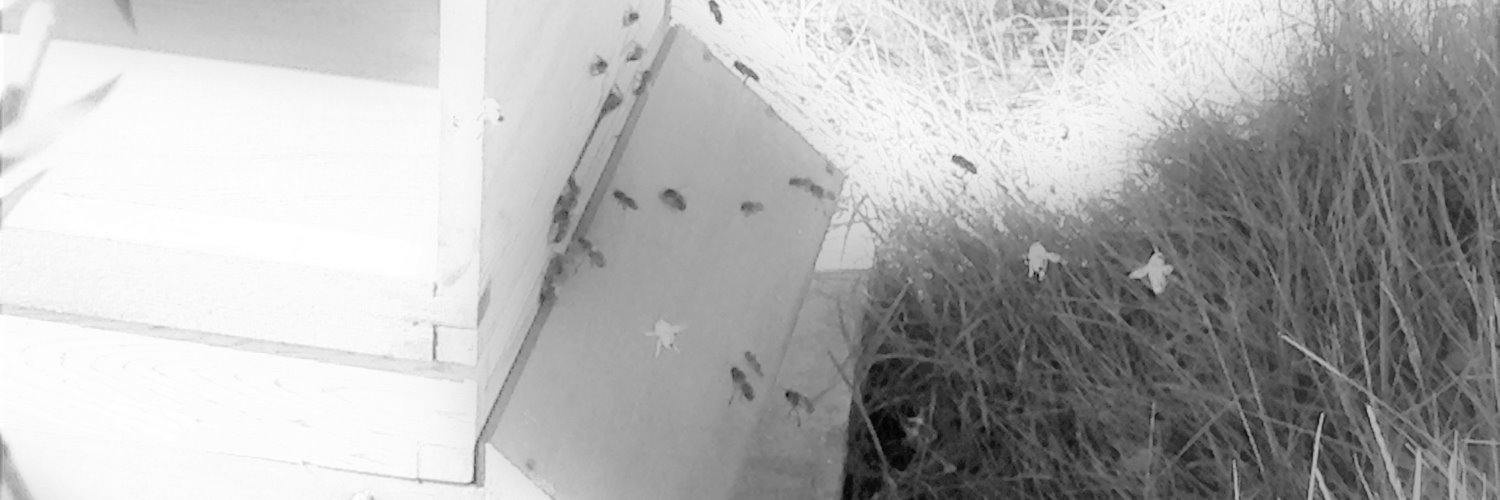 DrBeekeeper's profile banner image