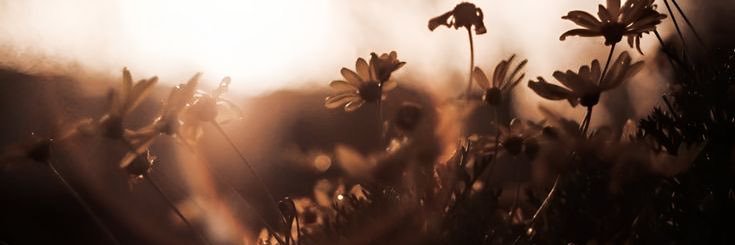 FLASHESTARI's profile banner image
