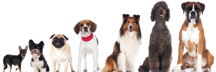 DeathRowDogs_'s profile banner image