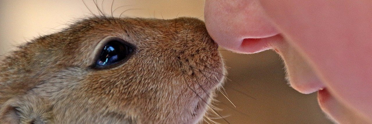 Hamster2e's profile banner image