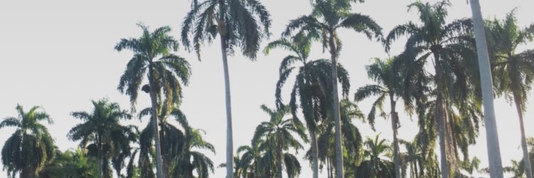 Acarrasquillo_'s profile banner image