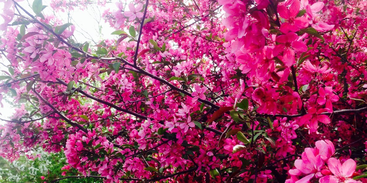 Adriana Cocozza banner