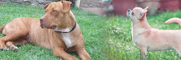 AdoptMeModesto's profile banner image