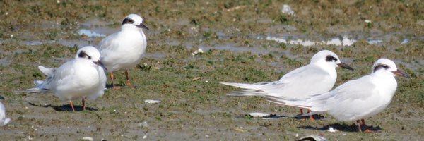 audubonpanama Profile Banner