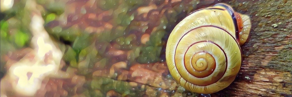SchnupfInchen's profile banner image
