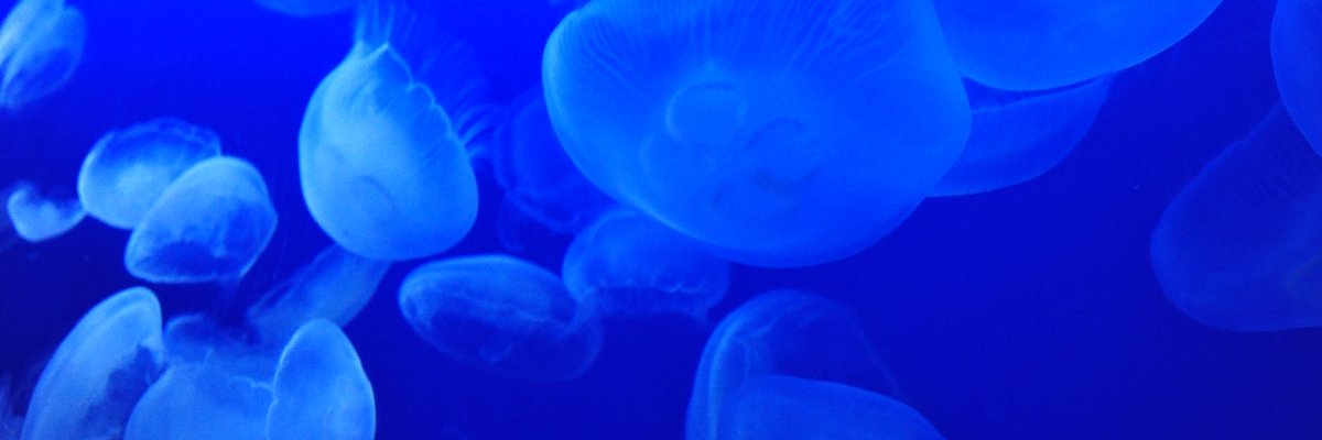 新江ノ島水族館's banner
