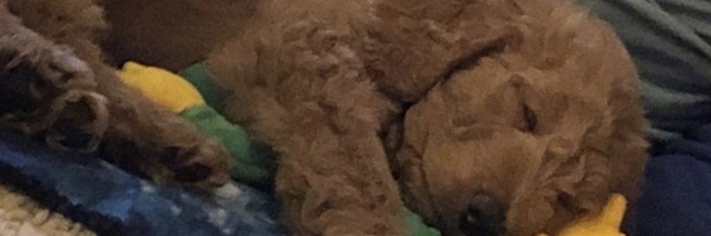 lgeshan's profile banner image