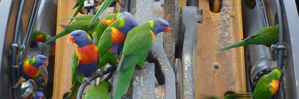 Anthony Young banner