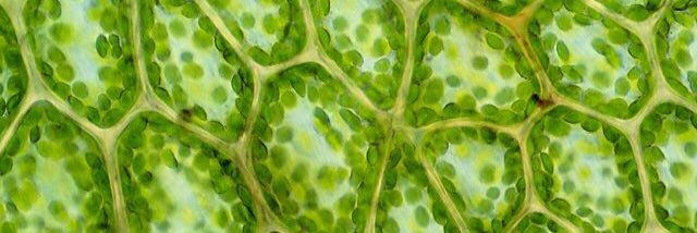 MitoChloroSHS's profile banner image