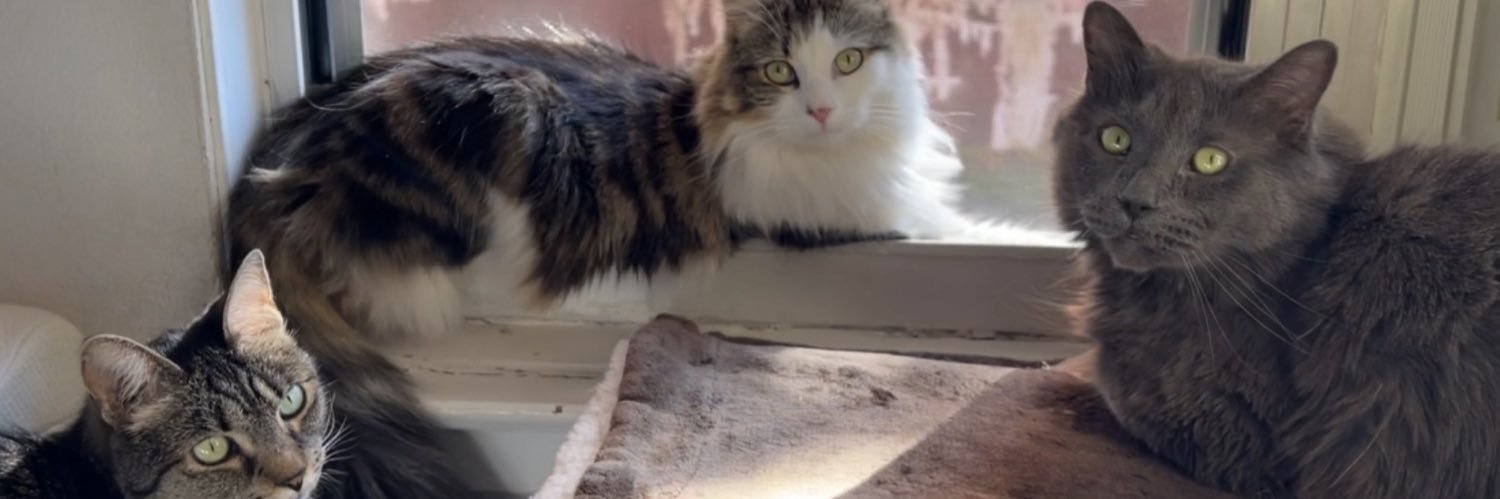 George Cantstandya banner