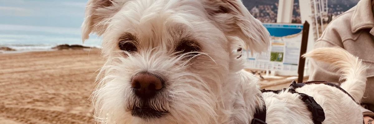 sandrita_ml99's profile banner image