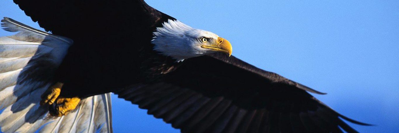 BirdsPics's profile banner image