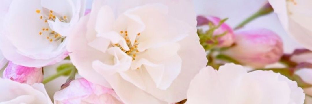 RuViona555's profile banner image